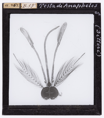 RGD-S-000B15-a852 - Testa di Anapheles maschio (Ditteri) ingrandita al microscopio - Data dello scatto: 1872-1915 ca. - Archivi Alinari, Firenze