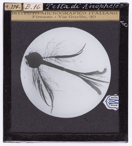 RGD-S-000B16-a774 - Testa di Anophele maschio, ingrandita al microscopio - Data dello scatto: 1900-1915 ca. - Archivi Alinari, Firenze
