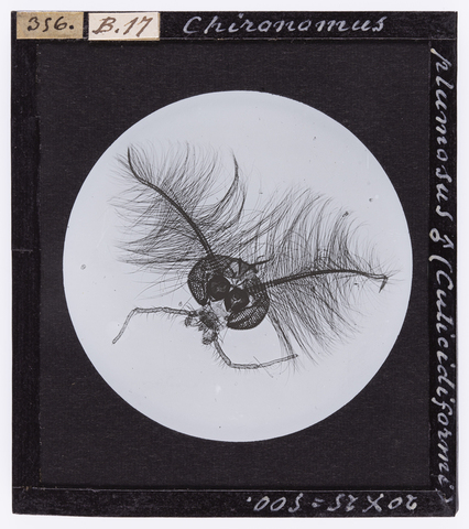 RGD-S-000B17-0356 - Chironomus plumosus maschio (Culicidiformi), ingrandita al microscopio - Data dello scatto: 06/12/1890 - Archivi Alinari, Firenze