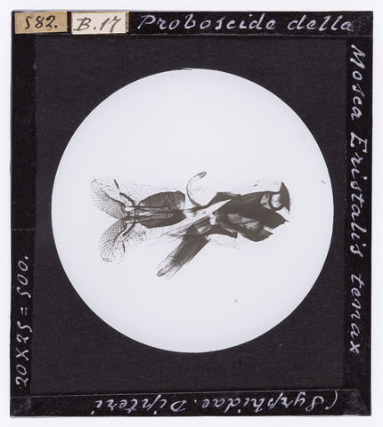 RGD-S-000B17-0582 - Proboscide della Mosca Eristalis tenax (Syrphidae). Dipteri, ingrandita al microscopio - Data dello scatto: 14/04/1894 - Archivi Alinari, Firenze