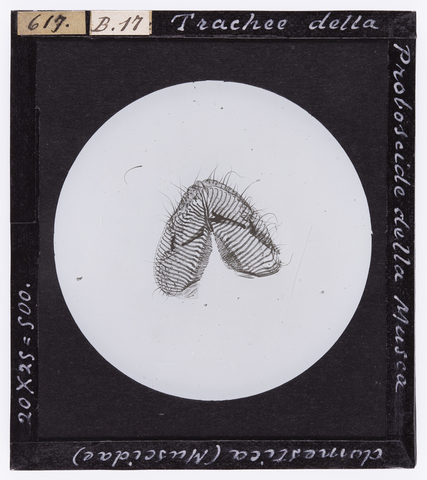 RGD-S-000B17-0617 - Trachee della proboscide della Musca domestica (Muscidae), ingrandita al microscopio - Data dello scatto: 04/1894 - Archivi Alinari, Firenze