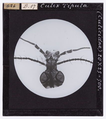 RGD-S-000B17-0624 - Culex Tipula (Culicidae) ingrandita al microscopio - Data dello scatto: 04/1895 - Archivi Alinari, Firenze