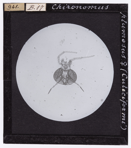 RGD-S-000B17-0941 - Chironomus plumosus femmina (Culiciformi), ingrandita al microscopio - Data dello scatto: 1914 - Archivi Alinari, Firenze
