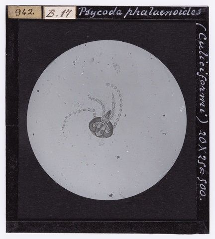 RGD-S-000B17-0942 - Psycoda phalaenoides (Culiciformi), ingrandita al microscopio - Data dello scatto: 1914 - Archivi Alinari, Firenze