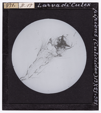 RGD-S-000B17-0971 - Larva di Culex pipiens (Culicidae), ingrandita al microscopio - Data dello scatto: 04/1914 - Archivi Alinari, Firenze