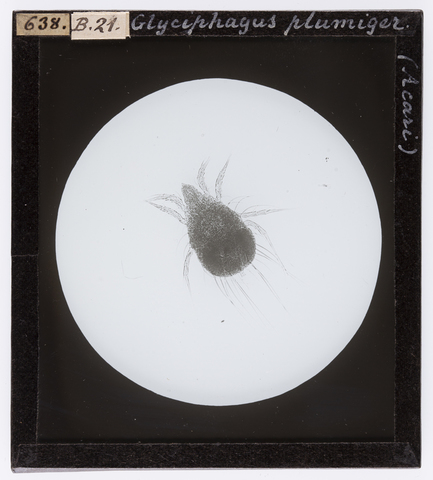 RGD-S-000B21-0638 - Glyciphagus plumiger (Acari) ingrandito al microscopio - Data dello scatto: 05/1895 - Archivi Alinari, Firenze