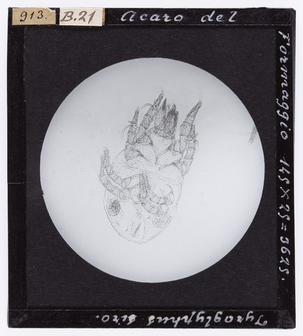 RGD-S-000B21-0913 - Acaro del formaggio ingrandito al microscopio - Data dello scatto: 1914 - Archivi Alinari, Firenze