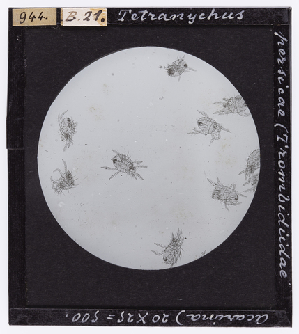 RGD-S-000B21-0944 - Tetranychus persicae (Trombidiidae Acarina) ingrandito al microscopio - Data dello scatto: 1914 - Archivi Alinari, Firenze