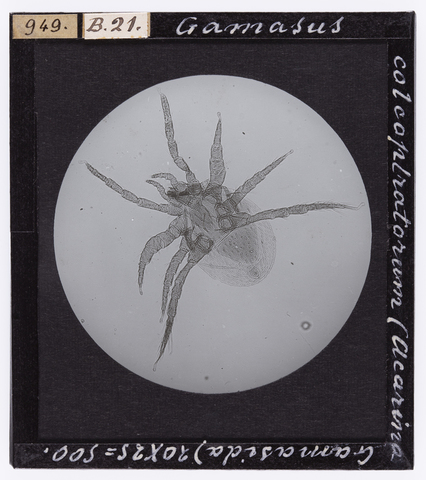 RGD-S-000B21-0949 - Gamasus colcoplratorum (Acarina Gamasida) ingrandito al microscopio - Data dello scatto: 1914 - Archivi Alinari, Firenze