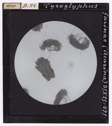 RGD-S-000B21-1001 - Tyroglyphus farinae (Acarina) ingrandito al microscopio - Data dello scatto: 04/1914 - Archivi Alinari, Firenze