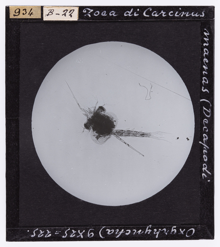 RGD-S-000B22-0934 - Zoea di Carcinus maenas (Decapodi Oxyrhyncha) ingrandito al microscopio - Data dello scatto: 05/1895 - Archivi Alinari, Firenze