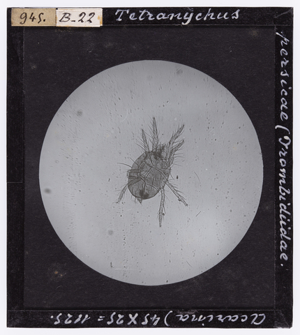 RGD-S-000B22-0945 - Tetranychus persicae (Trombidiidae. Acarina) ingrandito al microscopio - Data dello scatto: 1914 - Archivi Alinari, Firenze