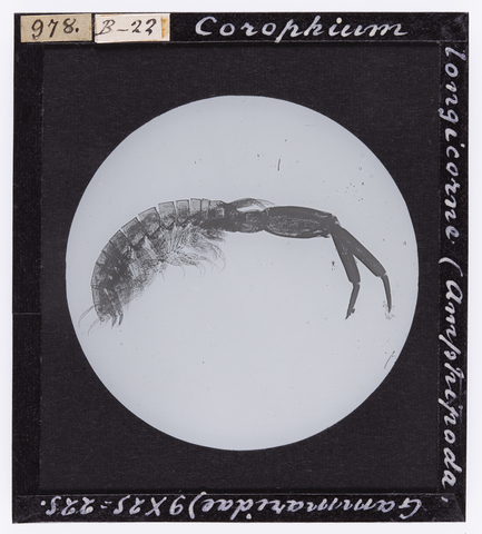 RGD-S-000B22-0978 - Corophium longicorne (Amphipoda, Gammaridae) ingrandito al microscopio - Data dello scatto: 04/1914 - Archivi Alinari, Firenze