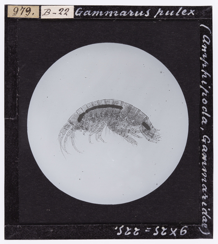 RGD-S-000B22-0979 - Gammarus pulex (Amphipoda, Gammaridae) ingrandito al microscopio - Data dello scatto: 04/1914 - Archivi Alinari, Firenze