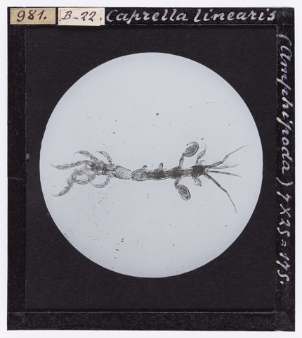 RGD-S-000B22-0981 - Caprella linearis (Amphipoda) ingrandito al microscopio - Data dello scatto: 04/1914 - Archivi Alinari, Firenze