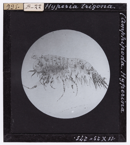 RGD-S-000B22-0995 - Hyperia trigona. (Amphipoda. Hyperina) ingrandita al microscopio - Data dello scatto: 04/1914 - Archivi Alinari, Firenze