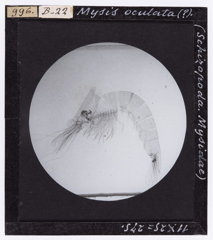 RGD-S-000B22-0996 - Mysis oculata (Schizopoda. Mysidae) ingrandita al microscopio - Data dello scatto: 04/1914 - Archivi Alinari, Firenze