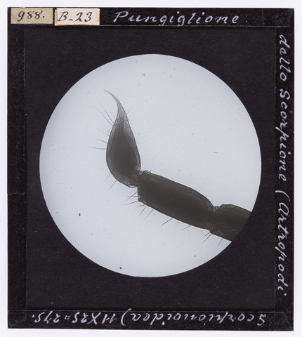 RGD-S-000B23-0988 - Pungiglione dello scorpione (Artropodi Scorpionoidea) ingrandito al microscopio - Data dello scatto: 04/1914 - Archivi Alinari, Firenze