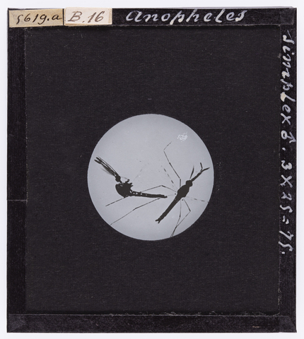RGD-S-00B16a-5619 - Anopheles simplex maschio,  ingrandita al microscopio - Data dello scatto: 1890-1914 ca. - Archivi Alinari, Firenze