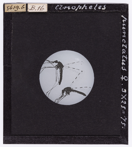RGD-S-00B16b-5619 - Anopheles punctatus femmina, ingrandita al microscopio - Data dello scatto: 1890-1914 ca. - Archivi Alinari, Firenze
