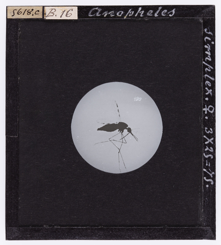 RGD-S-00B16c-5618 - Anopheles simplex femmina, ingrandita al microscopio - Data dello scatto: 1890-1914 ca. - Archivi Alinari, Firenze