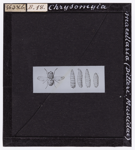 RGD-S-00B18b-5638 - Chrysomyia macellaria (Ditteri. Muscidae) da A. Celli, "Manuale dell'igienista, ad uso di ufficiali sanitari, medici circondariali e provinciali, ingegneri, chimici e veterinari igienisti, uffici e laboratori d'igiene", Torino, 1912 - Data dello scatto: 1912 ca. - Archivi Alinari, Firenze