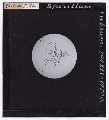 RGD-S-00B54A-5612 - Spirillum rubrum ingrandito al microscopio - Data dello scatto: 1872-1915 ca. - Archivi Alinari, Firenze