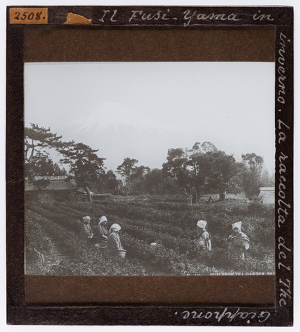 RGD-S-VARIE3-2508 - La raccolta del tè in Giappone. Sullo sfondo il Fuji-Yama (Fuji) - Data dello scatto: 1897-1898 ca. - Archivi Alinari, Firenze