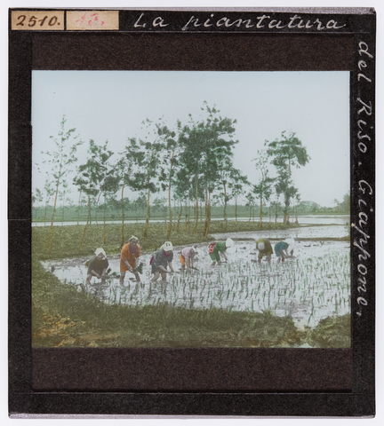 RGD-S-VARIE3-2510 - The rice harvest in Japan - Date of photography: 1897-1898 ca. - Alinari Archives, Florence