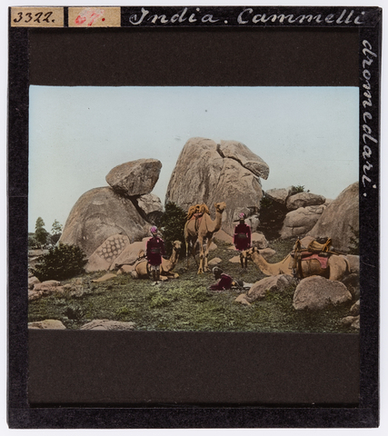 RGD-S-VARIE3-3322 - Camels and dromedaries, India - Date of photography: 1897-1898 ca. - Alinari Archives, Florence