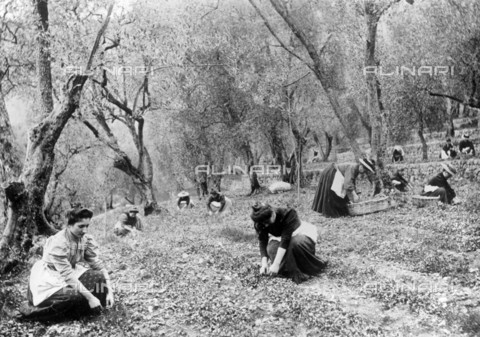 RVA-S-004818-0011 - Gruppo di donne fotografate mentre raccolgono le viole per la preparazione del profumo vicino Grasse - Data dello scatto: 1890 - Jacques Boyer / Roger-Viollet/Alinari