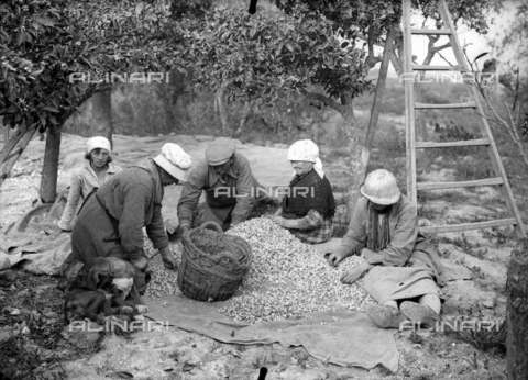 RVA-S-007632-0001 - Contadini durante la pelatura dei fiori d'arancio per la preparazione dei profumi, Vallauris - Data dello scatto: 1926 - Jacques Boyer / Roger-Viollet/Alinari