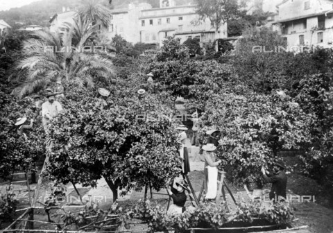 RVA-S-008920-0014 - Contadini durante la raccolta dei fiori d'arancio per la preparazione dei profumi, Grasse - Data dello scatto: 1890-1900 - Jacques Boyer / Roger-Viollet/Alinari