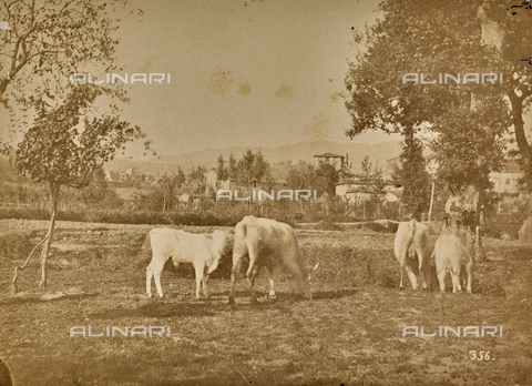 SCC-F-001263-0000 - Vita di campagna: mucche al pascolo - Data dello scatto: 1870-1875 ca. - Archivi Alinari, Firenze