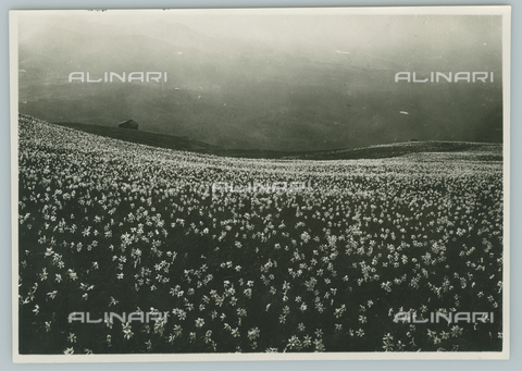 TCI-F-A04793-0000 - Europe, Italy, Piedmont, Monte Cucco, the daffodils in bloom on the hills Biella, 1920 - Touring Club Italiano/Alinari Archives Management