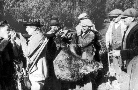 TCI-S-000252-AR10 - Wild boar hunt: carrying a large, lone boar, killed - Date of photography: 1940 ca. - Touring Club Italiano/Alinari Archives Management