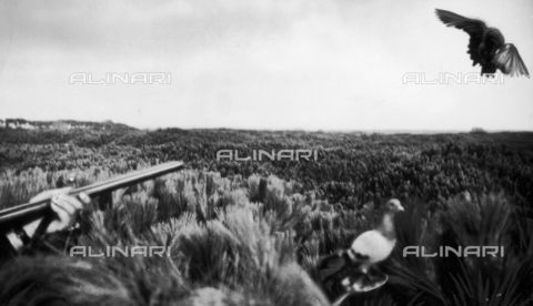 TCI-S-000325-AR10 - A precise shot that brings down a wood pigeon almost in the hut - Date of photography: 1940 ca. - Touring Club Italiano/Alinari Archives Management