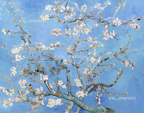 TOP-S-CPA003-2753 - Almondo blossom, oil on canvas, Vincent van Gogh (1853-1890), Van Gogh Museum, Amsterdam - Pictures From History / TopFoto / Alinari Archives