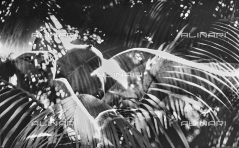 VZA-F-000249-0000 - Overlapping a female naked on a photo with vegetation - Date of photography: 1950 ca. - Alinari Archives, Florence