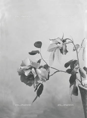 tca-f-000442-0000 - Rose - Data dello scatto: 1910 - Archivi Alinari, Firenze